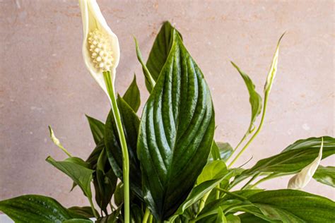 is spathiphyllum plant poisonous to cats